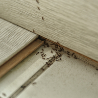 Karıncalardan kurtulmanın en etkili yolları!