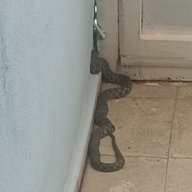 Evde yılan operasyonu