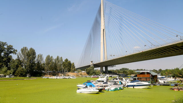 Sava Nehri'nde alg patlaması