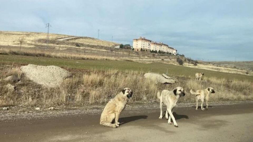 AYM'den sokak hayvanları kararı