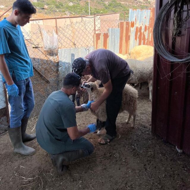 Gökçeada'da şap hastalığı arilik çalışması