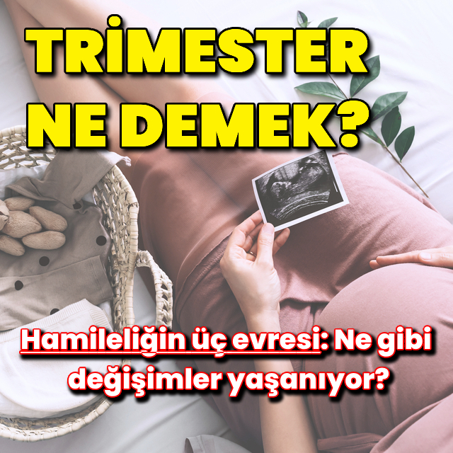 Trimester ne demek?