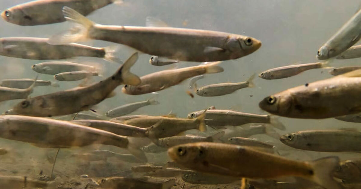 Munzur Çayı 3 balık türüne üreme ve yaşam alanı sağlıyor