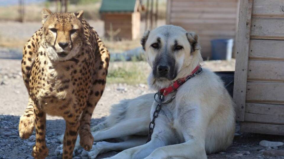 Sivas kangalları sayesinde av olmaktan korunuyorlar