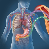 Diyet yapınca vücutta neler oluyor?