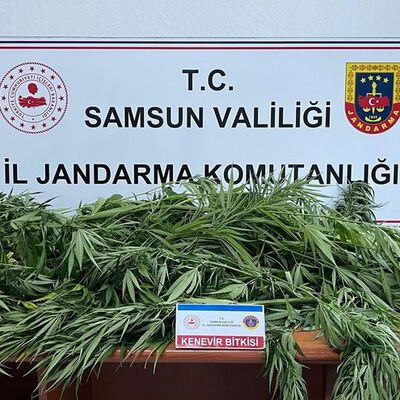 Fındık bahçesinde kenevir ele geçirildi: 1 gözaltı