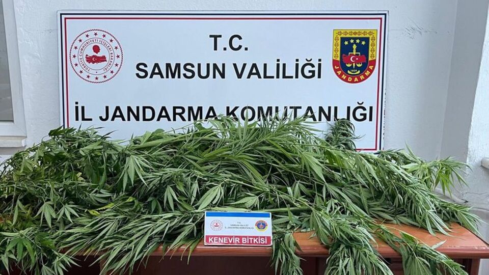 Fındık bahçesinde kenevir ele geçirildi: 1 gözaltı