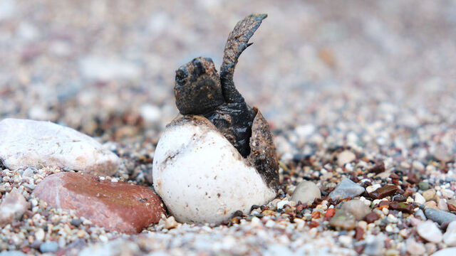 4 bin caretta caretta denizle buluştu