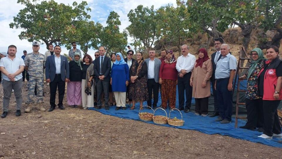 Çanakkale'de Antep fıstığı hasat şenliği