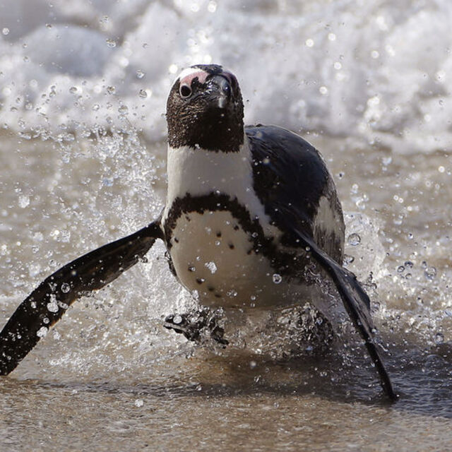  Kaçak penguen 2 hafta sonra bulundu