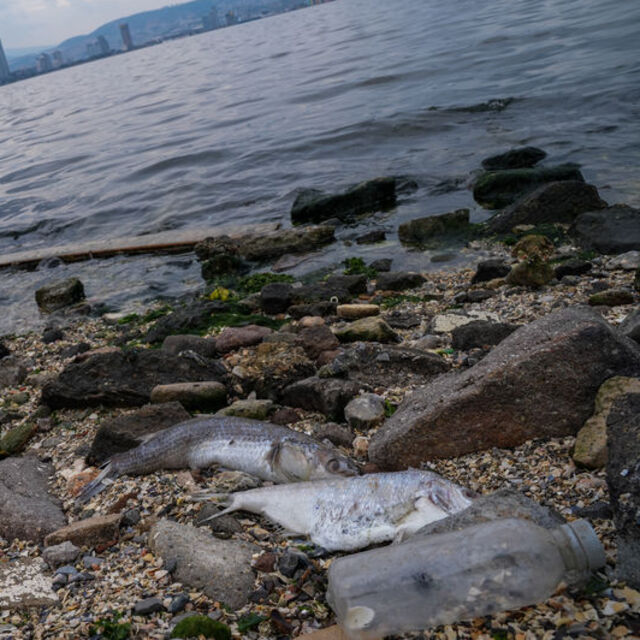 İzmir Körfezi'nde midyeler de öldü!