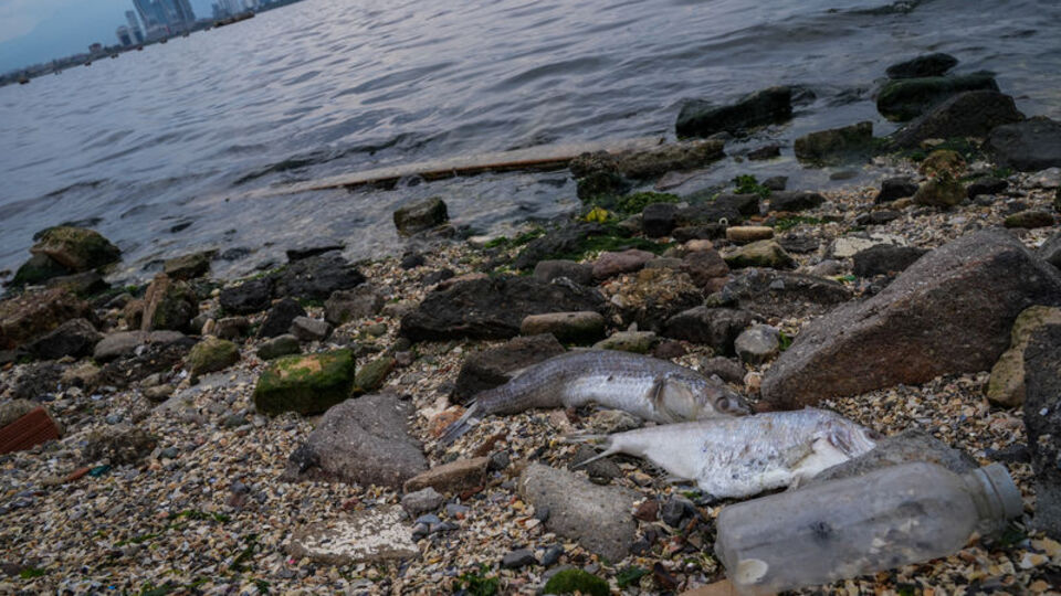 İzmir Körfezi'nde midyeler de öldü!