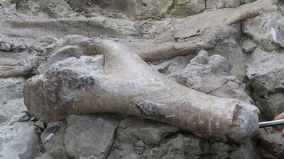 Arkeologlar: 16 bin yaşında