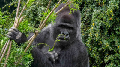 Kendi kendilerini tedavi eden goriller yeni ilaçların ipucunu verebilir