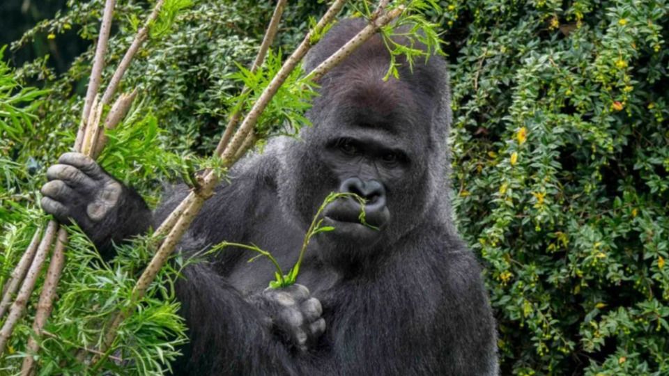 Kendi kendilerini tedavi eden goriller yeni ilaçların ipucunu verebilir