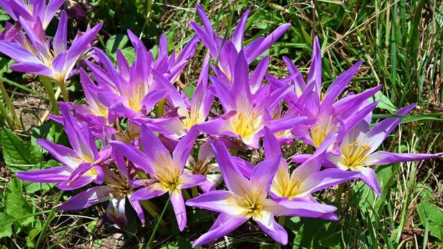  Yayladan dönüşün habercisi açtı!