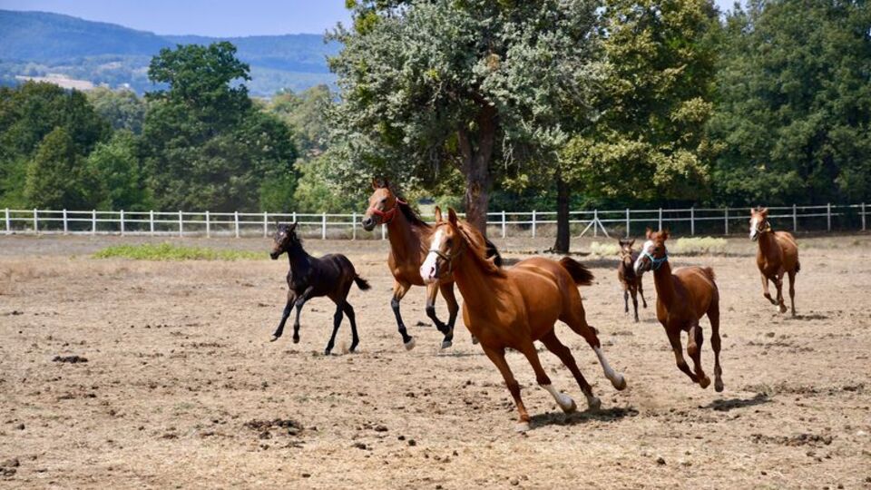 Hara kurdu, yarış atı yetiştiriyor