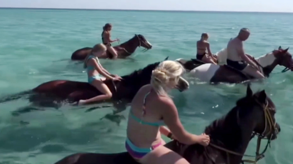 Antalya'da denizde at turu! "Resmen eziyet"