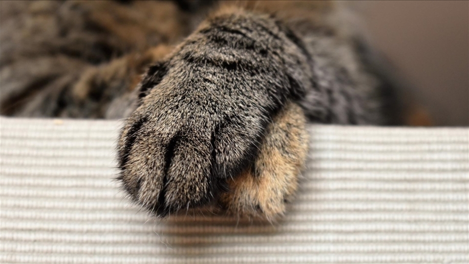 Dünyanın en yaşlı kedisiydi...