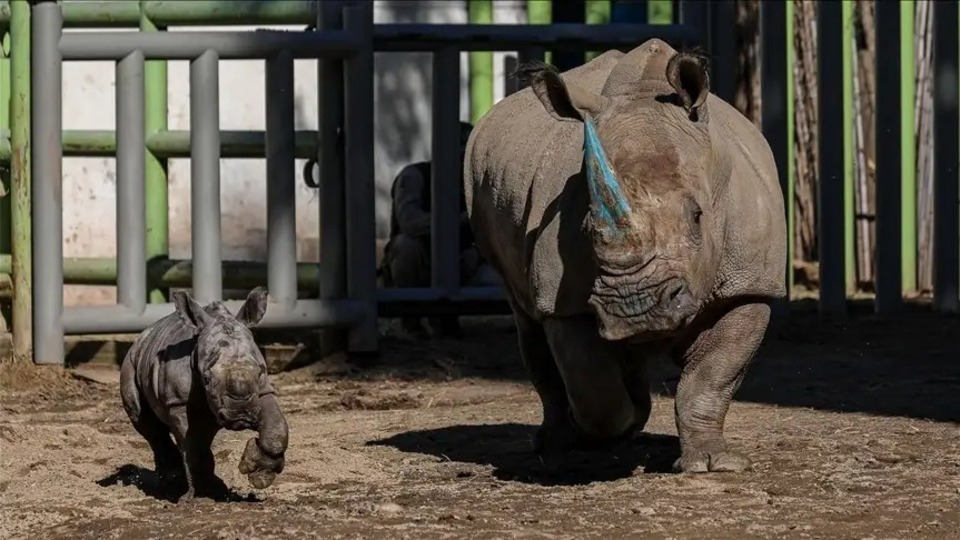 Nesli tehdit altındaki gergedan doğdu