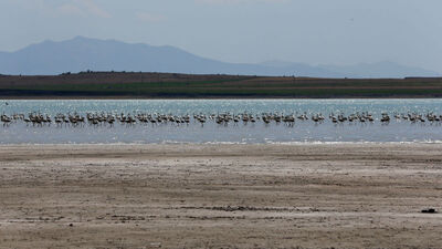 Yüzlerce flamingonun evi: Arin