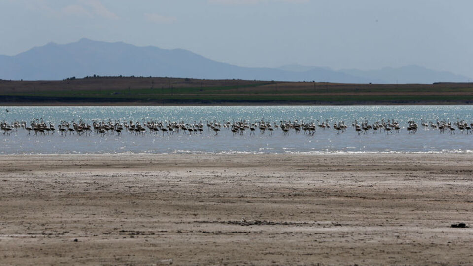 Yüzlerce flamingonun evi: Arin