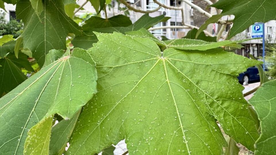 İzmir'de beyaz sinek alarmı! Yeşil alanlardı sardı