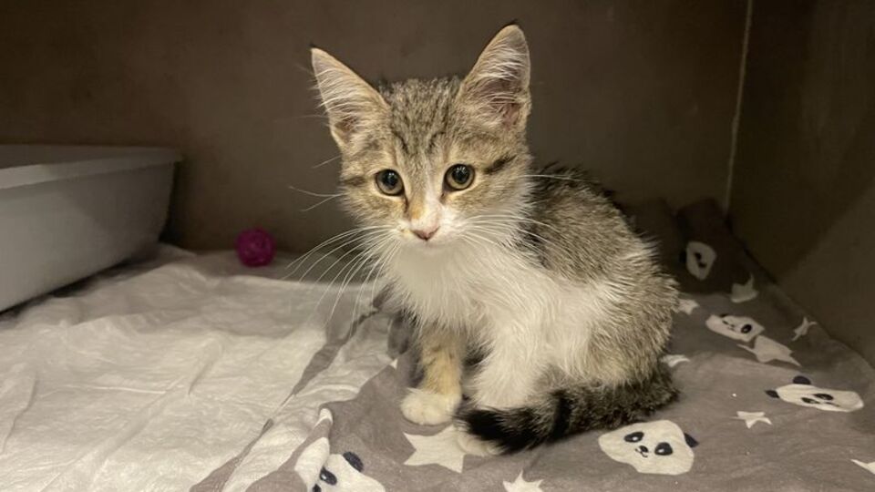 Tavuk gibi ses çıkarıyor