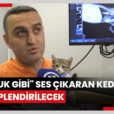 "Tavuk gibi" ses çıkaran kedi tedavisinin ardından sahiplendirilecek