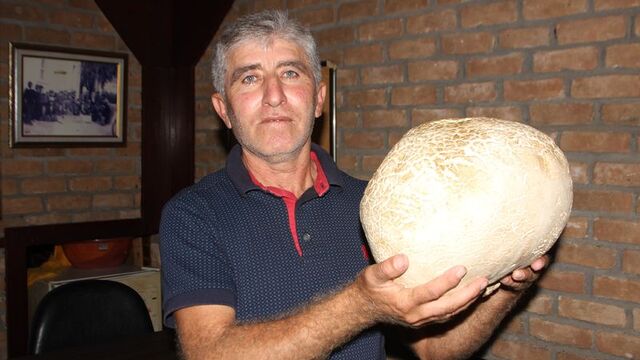 Dağlık alanda buldu... 8 kilo 200 gram!