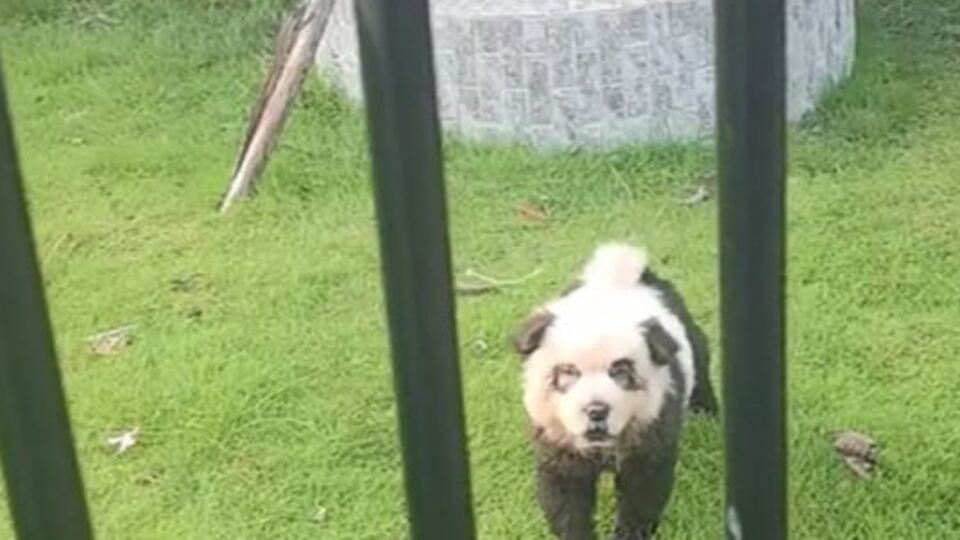 'Pandalar' köpek çıktı!