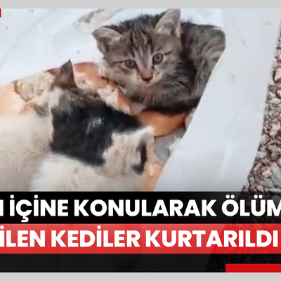 Hakkari’de poşetin içine konularak ölüme terk edilen kediler kurtarıldı