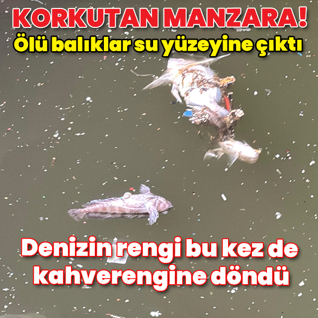 Bu kez de kahverengine döndü: İzmir Körfezi'nde balık ölümleri sürüyor