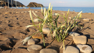 'Caretta' önlemleri ile kum zambağı sayısı da arttı