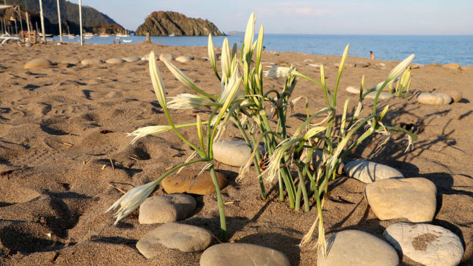 'Caretta' önlemleri ile kum zambağı sayısı da arttı