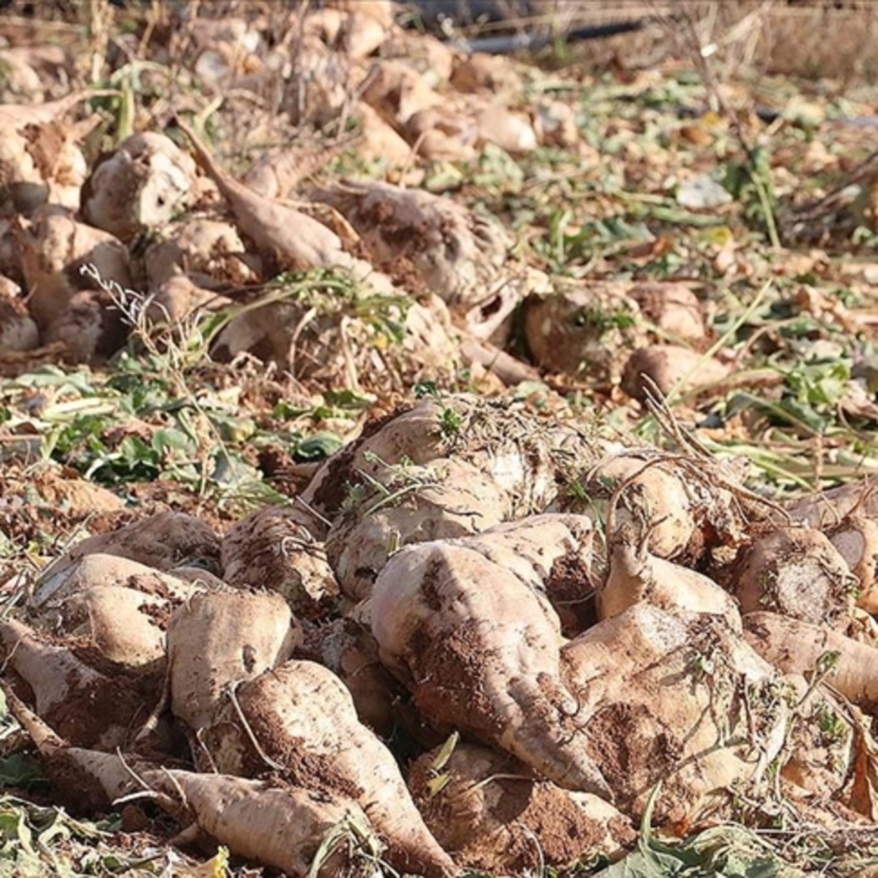 Şeker pancarı alım fiyatı belli oldu