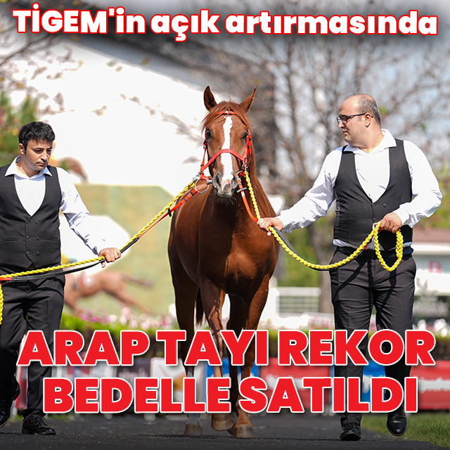 TİGEM'in açık artırmasında Arap tayı 7 milyon 900 bin liraya rekor bedelle satıldı