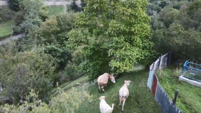 Drona çobanlık yaptırıyor
