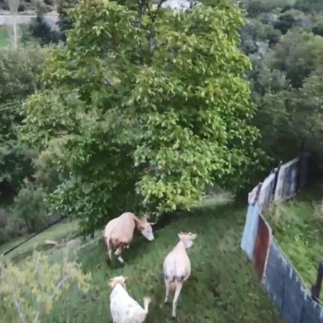 Drona çobanlık yaptırıyor