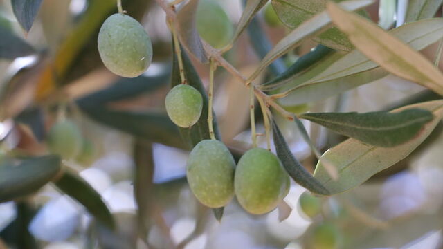 Zeytin üreticilerine "hasat" uyarısı!