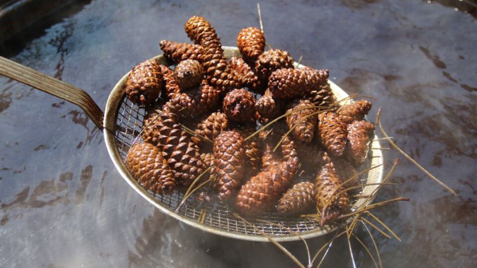 "Piyasadaki bazı kozalak şurupları sağlık açısından risk oluşturuyor"