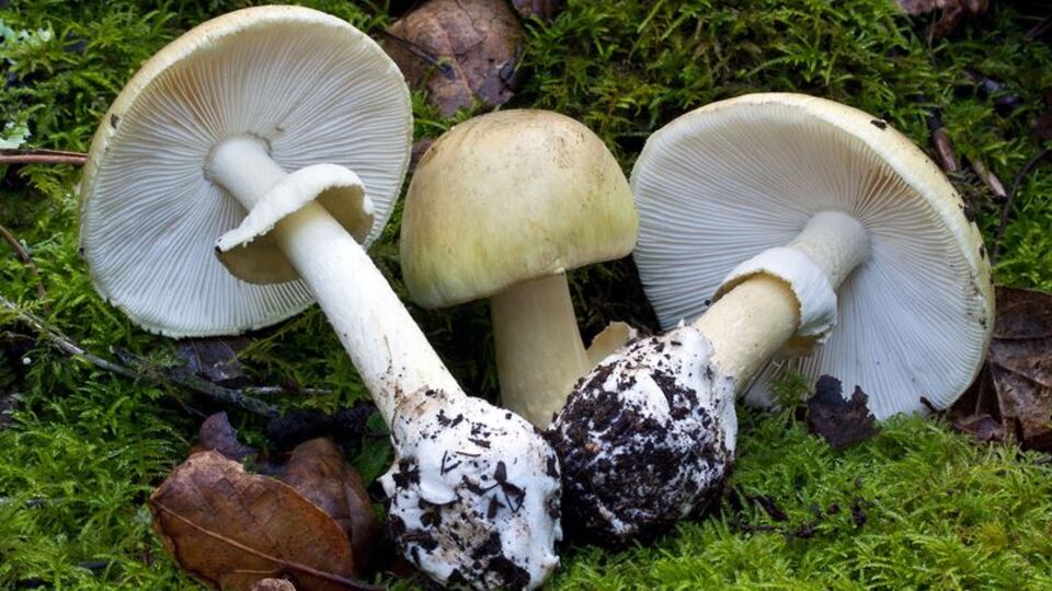 Mantar sezonu başladı! Korkutan haber!