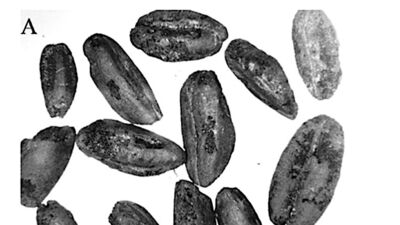 9 bin yıllık geçmişe sahip! Mersin'de bulundu