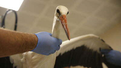 Yaralı leylekler baharı bekleyecek