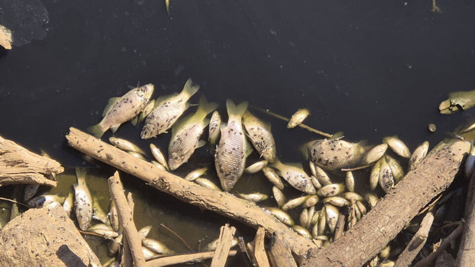 Balık ölümlerine soruşturma