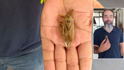  Türkiye'de ilk kez sahilde görüldü! 'Parmak kopartan böcek!'