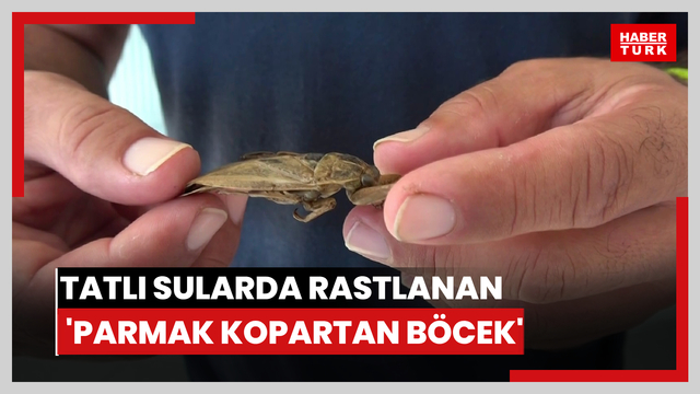  Tatlı sularda rastlanan 'parmak kopartan böcek'