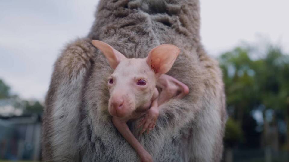 Çok nadir görülüyor! Albino doğdu