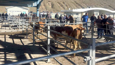Sarıkamış'ın yeni hayvan pazarı