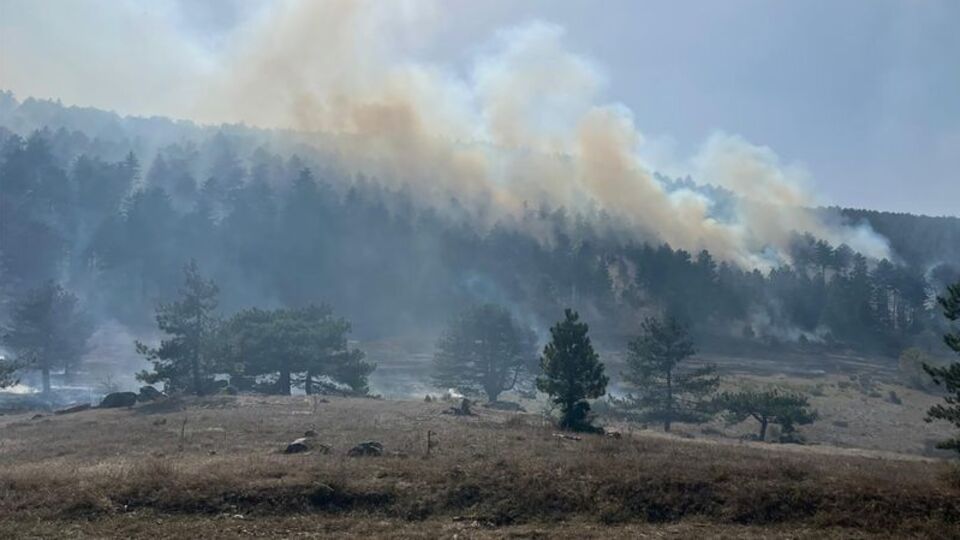 Balıkesir'de orman yangını çıktı